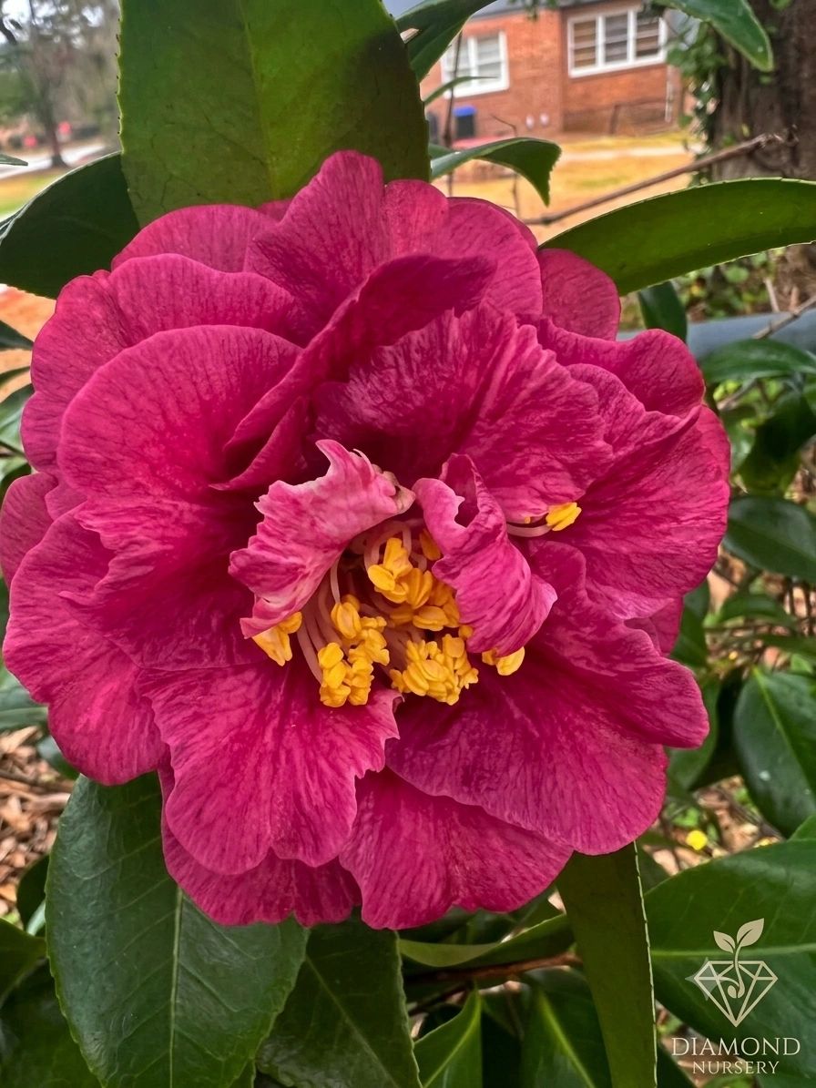 Bright pink camellia flower with yellow stamens.