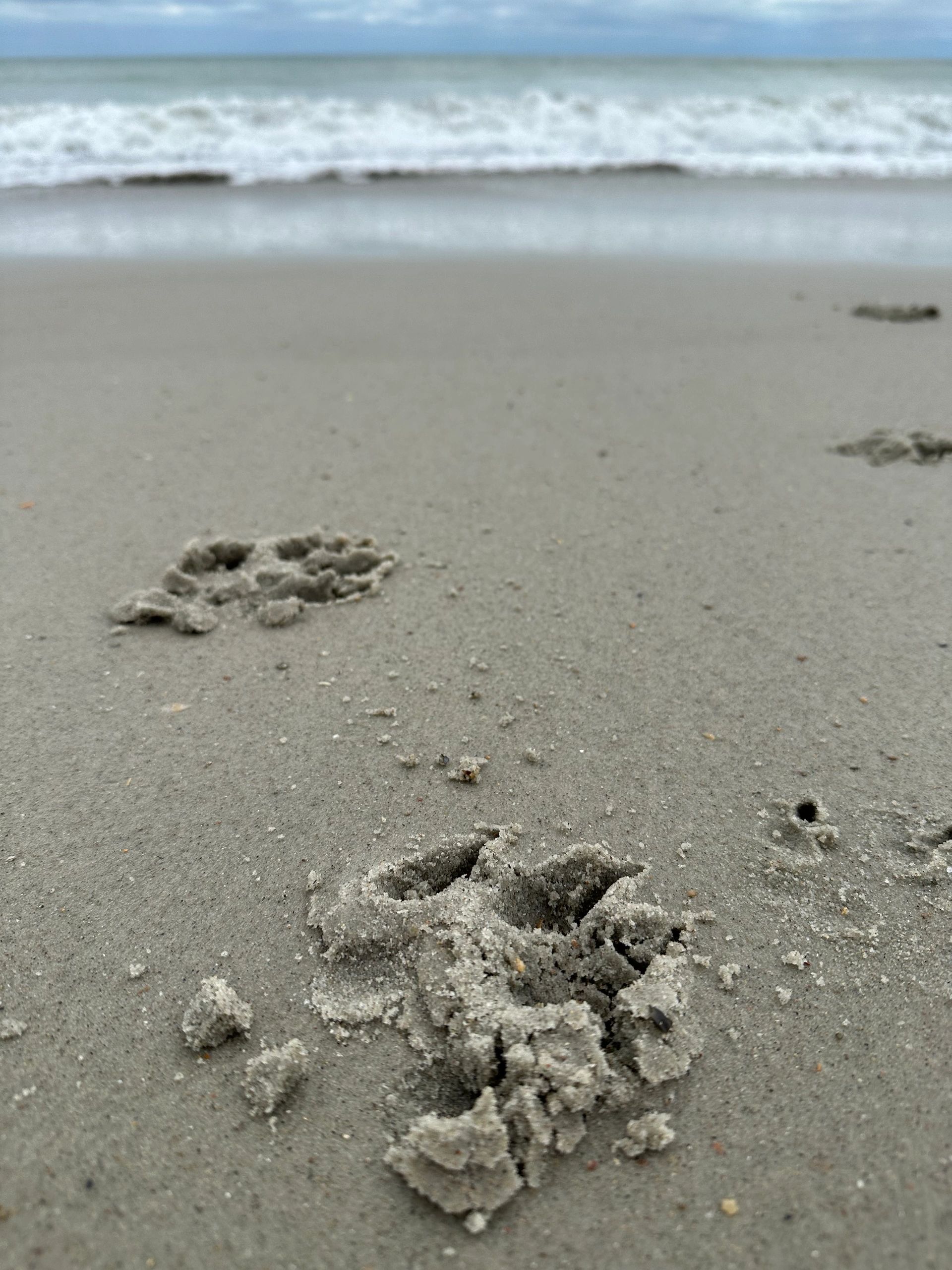 Fresh animal paw prints on sandy beach near ocean.