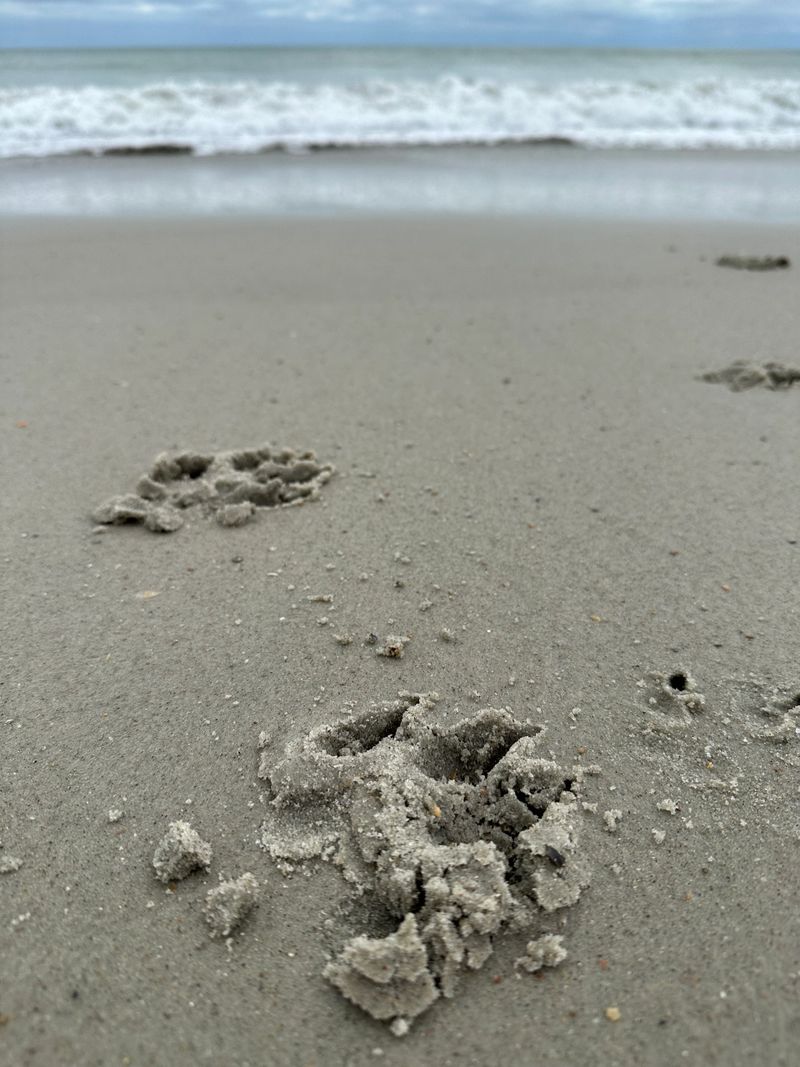 BeachPrints.jpg