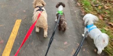 Three dogs on leashes walking on a paved path.