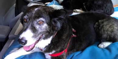Happy black and white dog lying on a blue blanket.