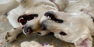 Two white dogs playfully lying close together.