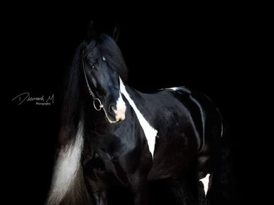 Baroque Pinto Stallion 2 years Brown in Chiclana de la Frontera