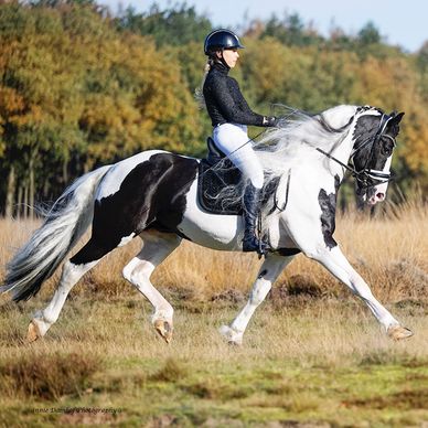 Baroque Pinto Stallion 2 years Brown in Chiclana de la Frontera