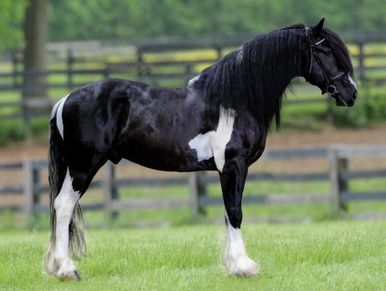 Baroque Pinto Stallion 2 years Brown in Chiclana de la Frontera