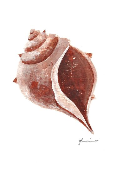 A detailed painting of a brown seashell with a spiral top and open side.