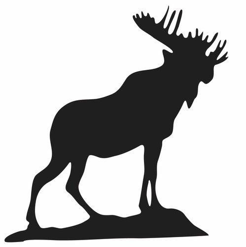 Standing moose