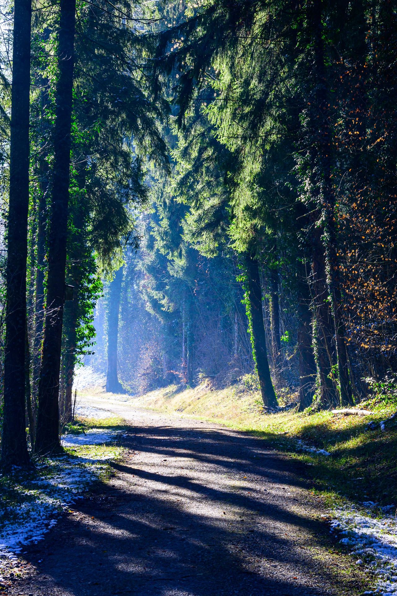 Weihnachten im Wald Weihnachten im Wald
