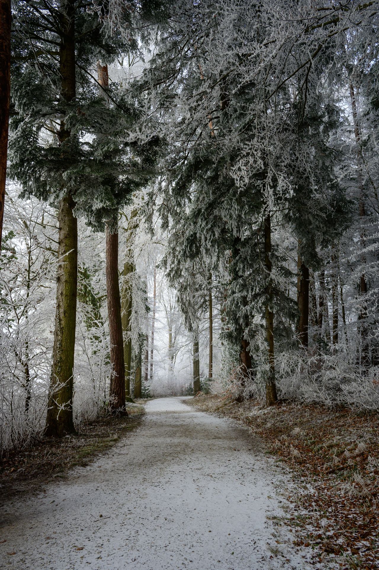 Silvester im Wald Silvester im Wald