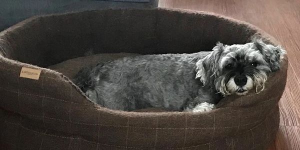 A seriously cute grey Mini Schnauzer dog relaxes in a big brown dog bed. 