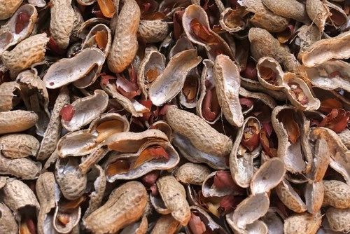 Organic Groundnut Shell

