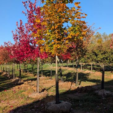 Colorful autumn trees in a nursery.