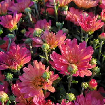Fall Mums will be ready mid September 