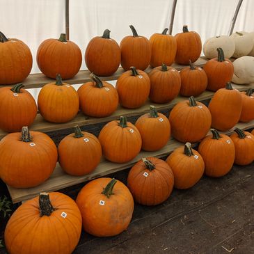 Rows of pumpkins displayed on shelves indoors.