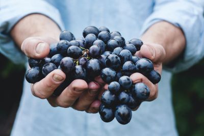 Hands holding a bunch of grapes.