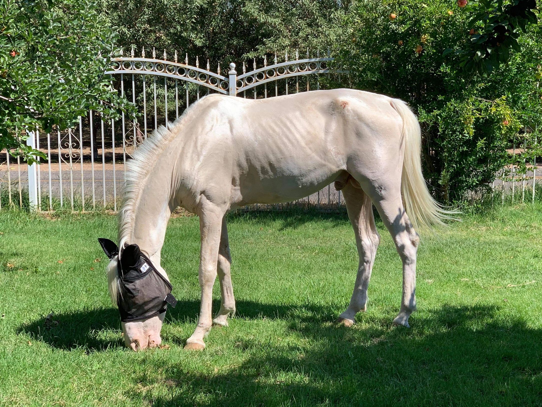 Rescue Horses | Hold Your Horses Evacuation