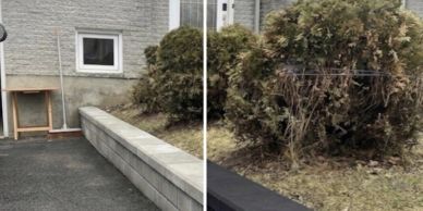 Before and after yard cleanup with trimmed bushes and cleaned areas.