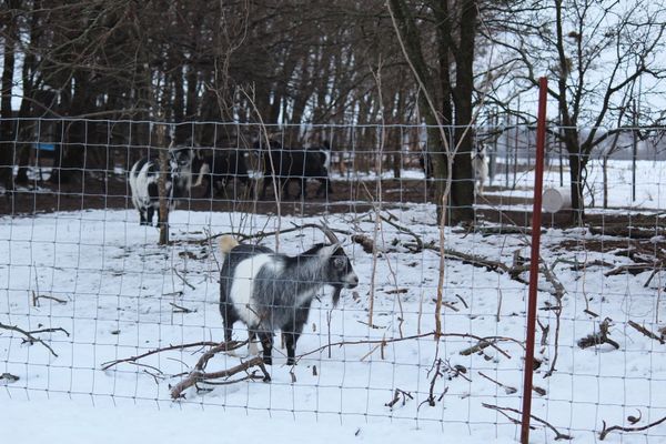 Goats