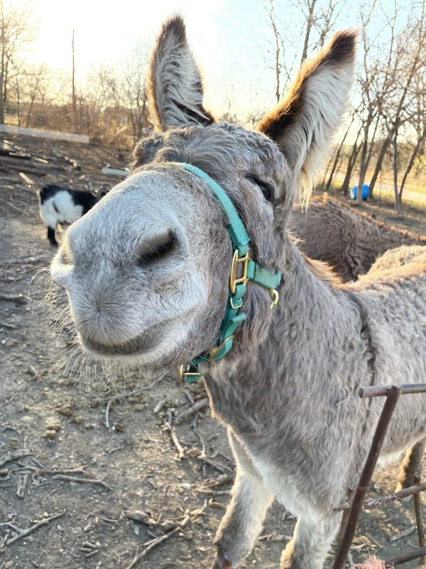donkey