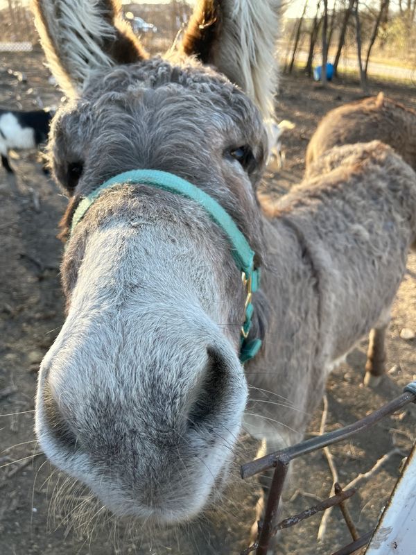 Charlie the Donkey