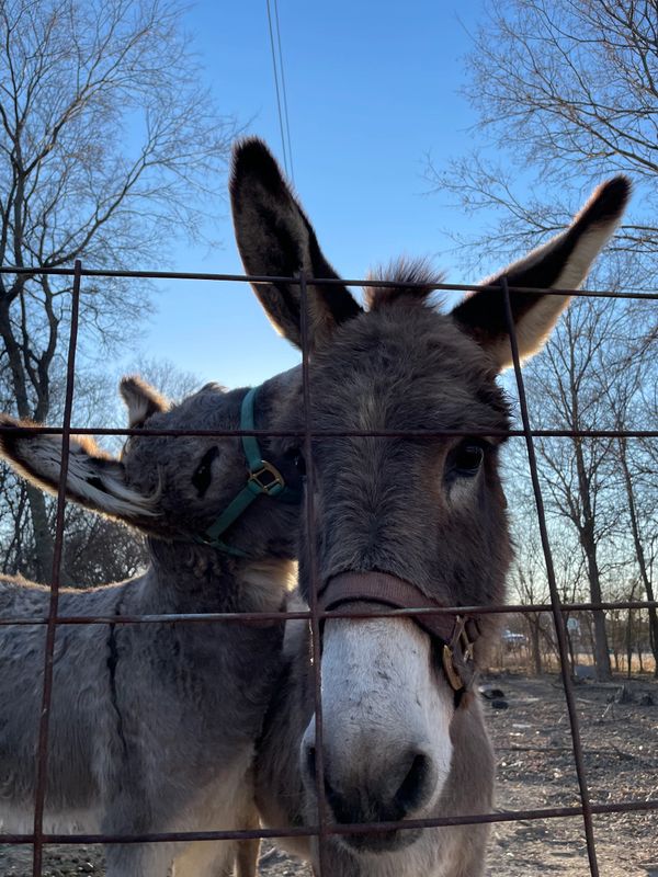 donkey love