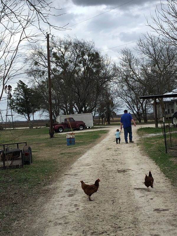 Chickens