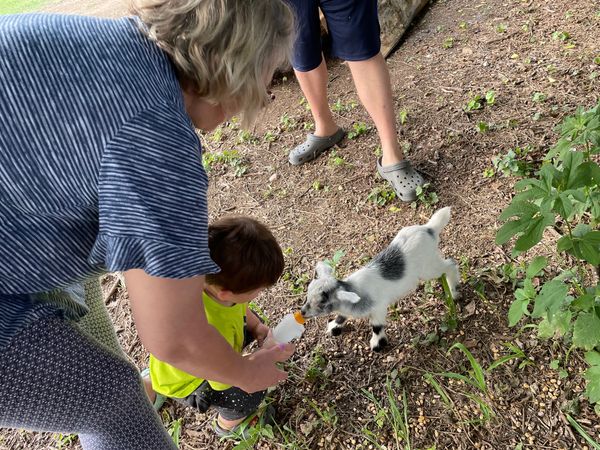 Goat being bottle fed