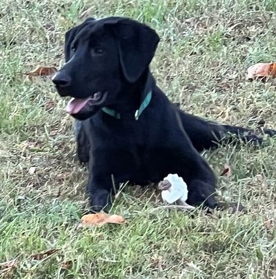 Black dog lying on grass with a white flower.