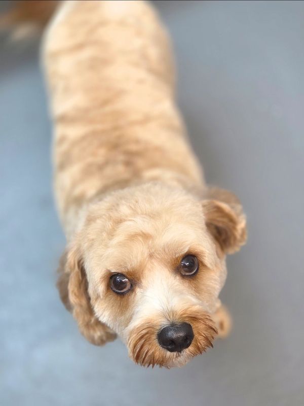 Close-up of a small, light brown dog looking up with big eyes.
