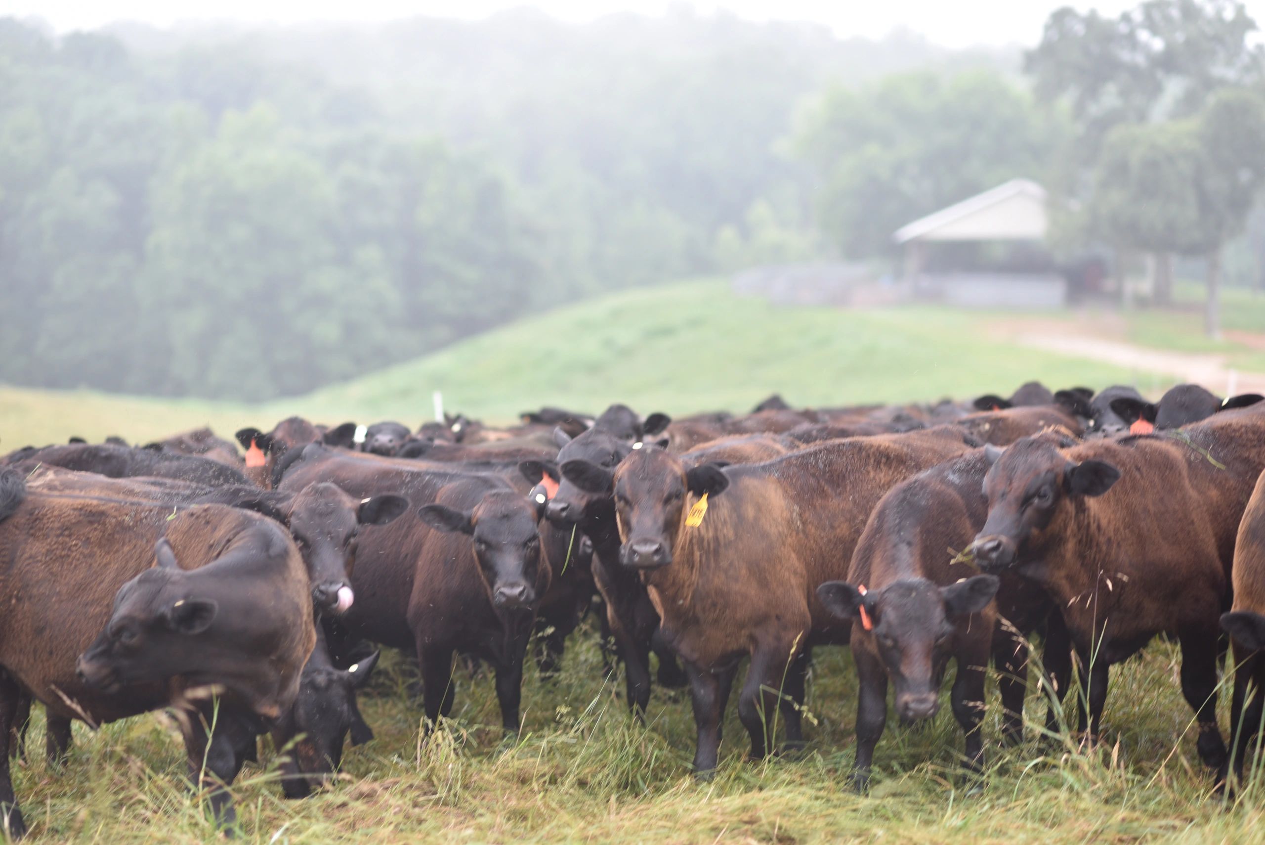A herd of black cattle standing closely together in a grassy field.