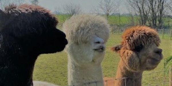 Three alpacas within the farm at our school. 