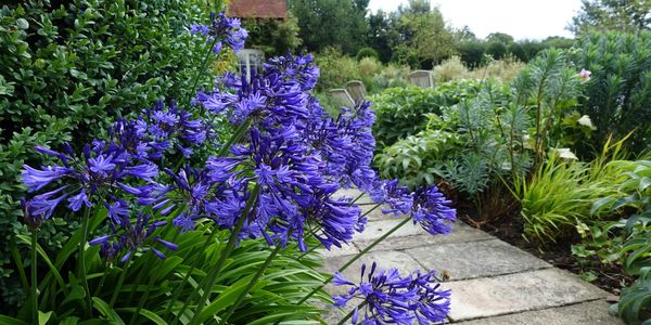 York stone patio with herbaceous planting