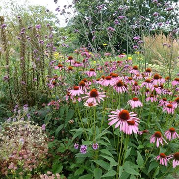 Herbaceous flowers in a bed design