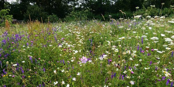 Wildflower meadow in full bloom