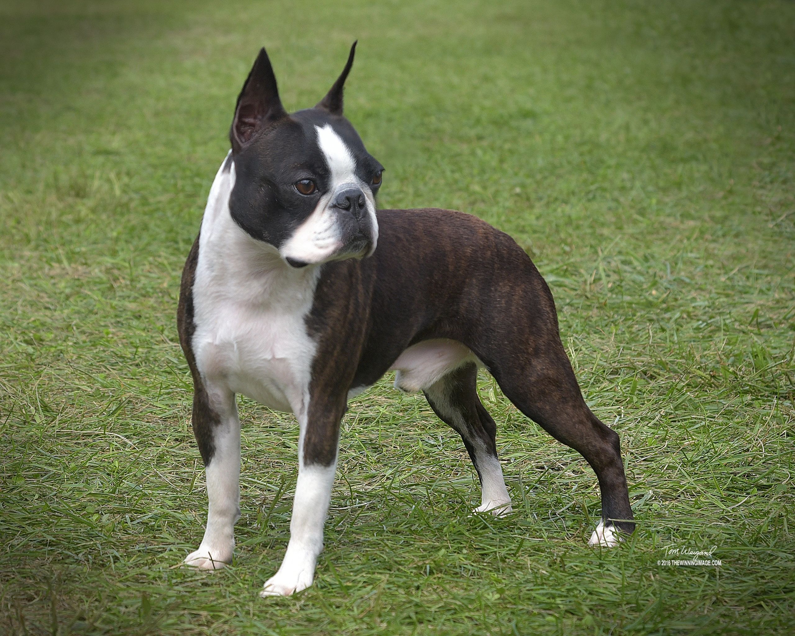 Weywood Show Dogs French Bulldog Boston Terrier