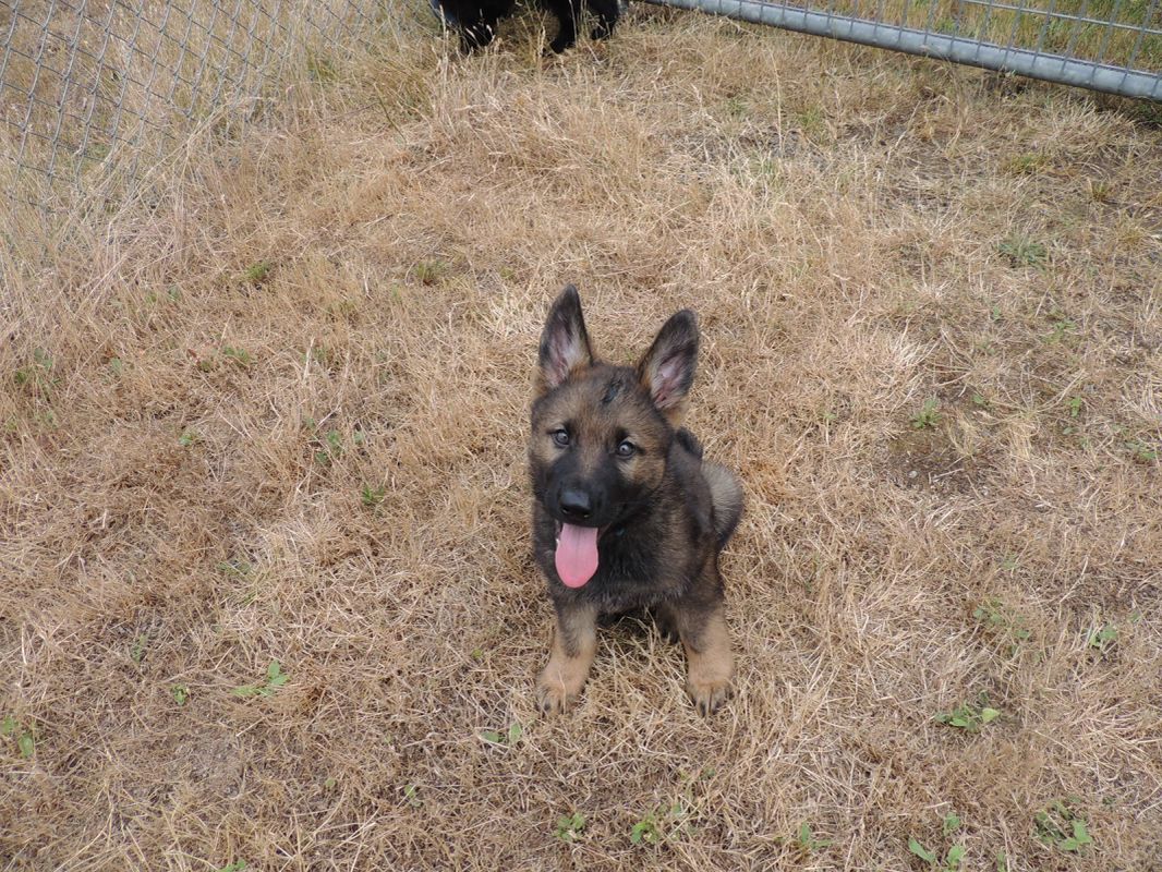Etta x Xandor 2019 Litter