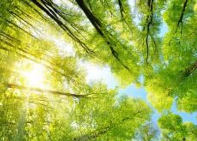 Protecting the Environment