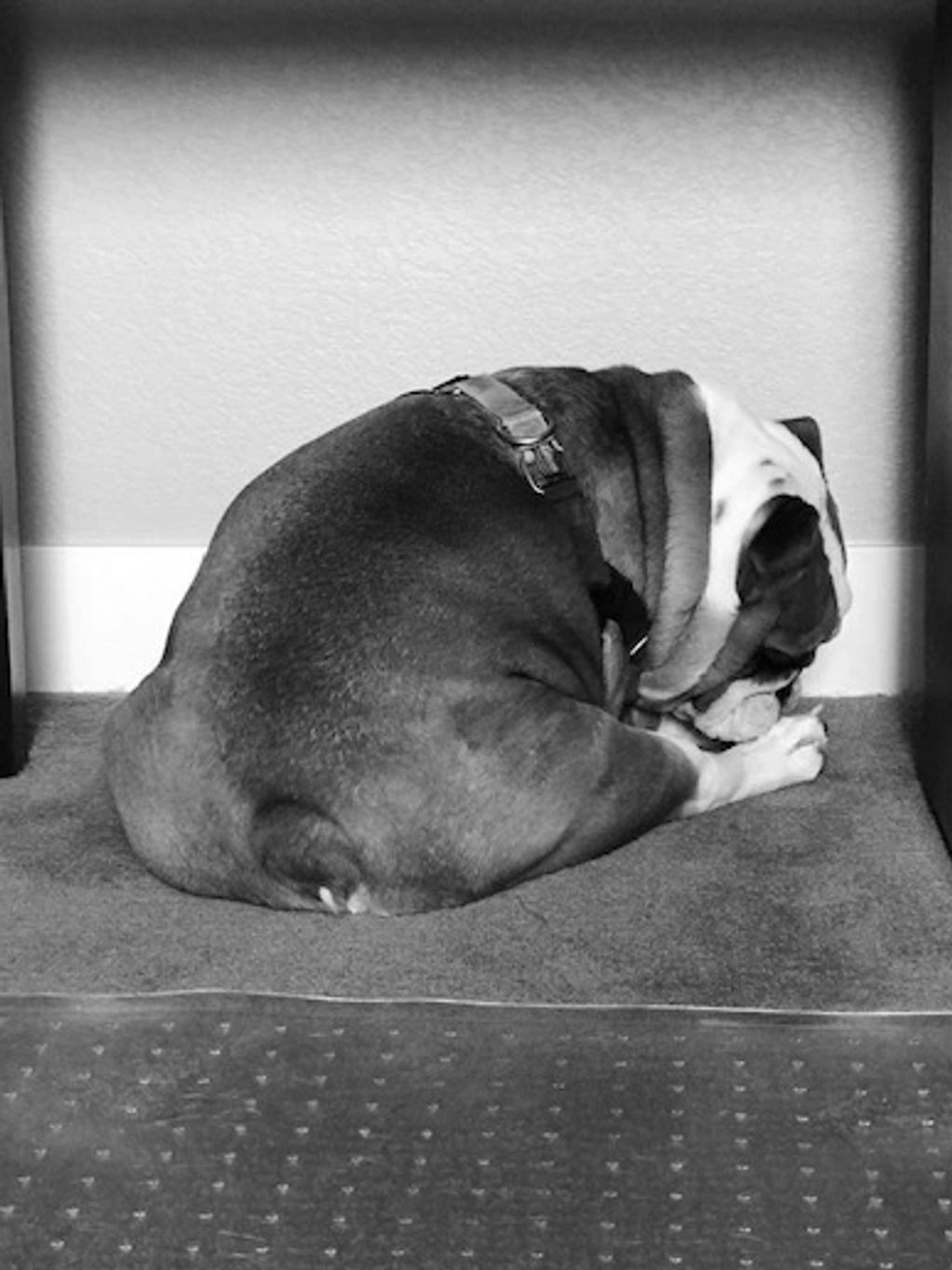 English Bulldog, stubborn, puppy, dog 