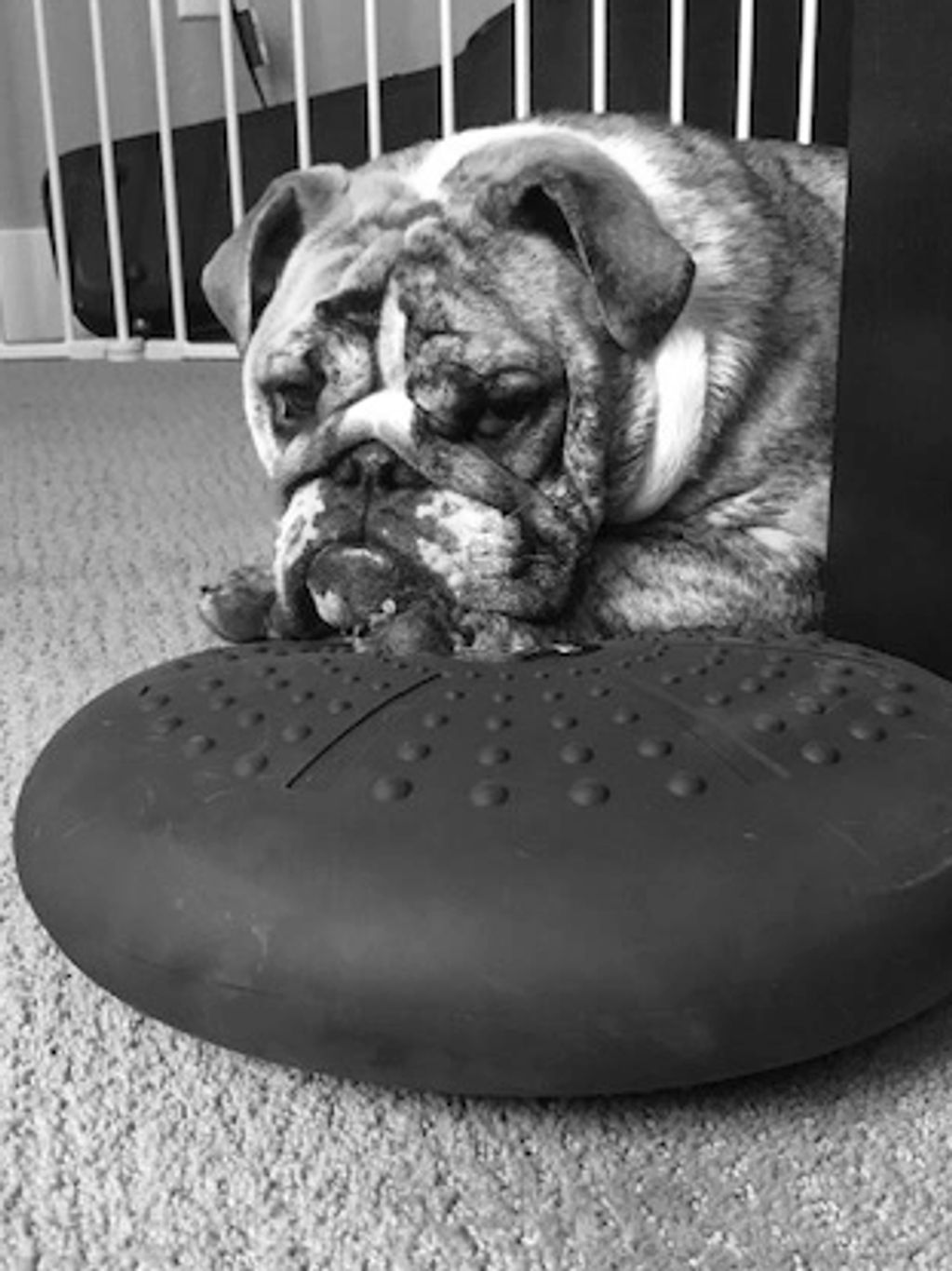 Brindle English Bulldog being stubborn during a canine massage therapy session. 