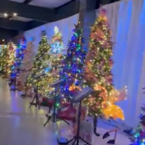 Row of decorated Christmas trees with lights in a festive indoor setting.