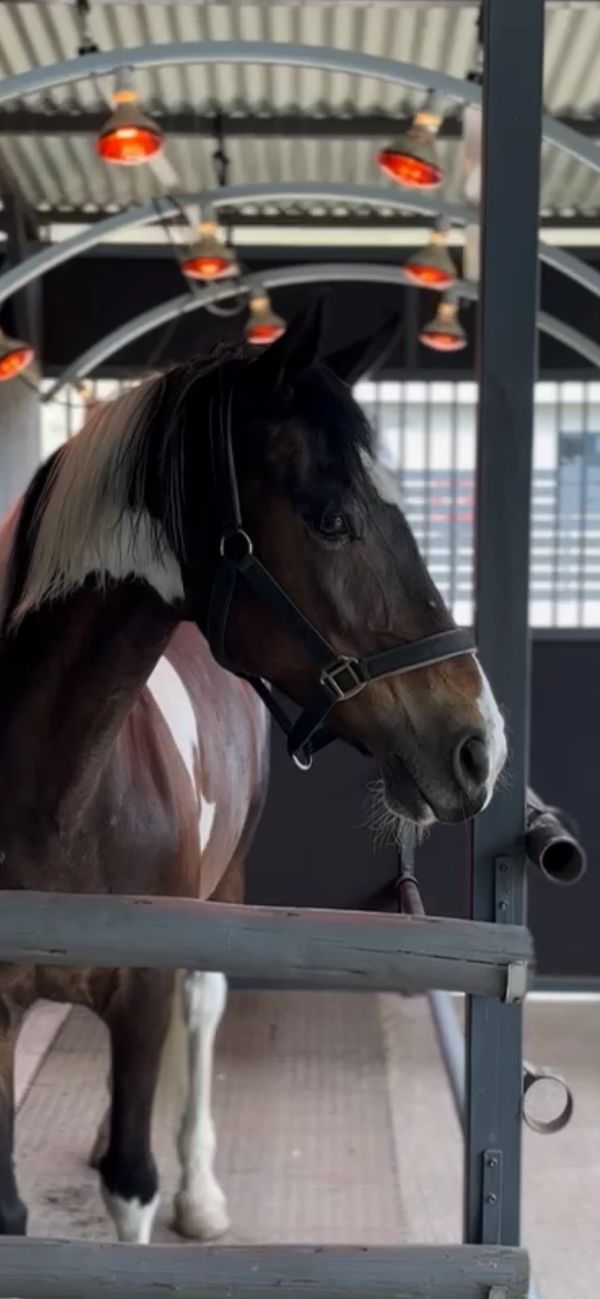 A brown and white horse standing in a stable under warm overhead lights.