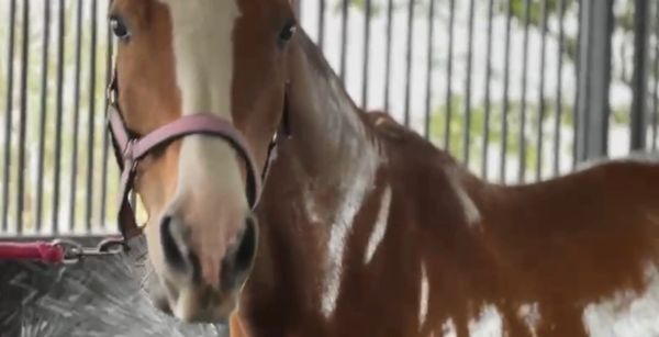 A brown and white horse with a pink halter being showered with water.