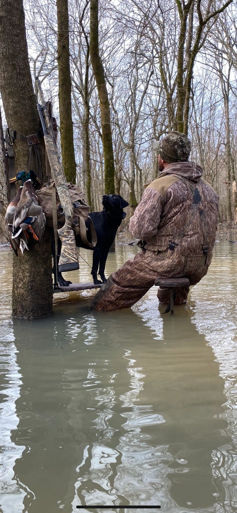Arkansas Green Timber