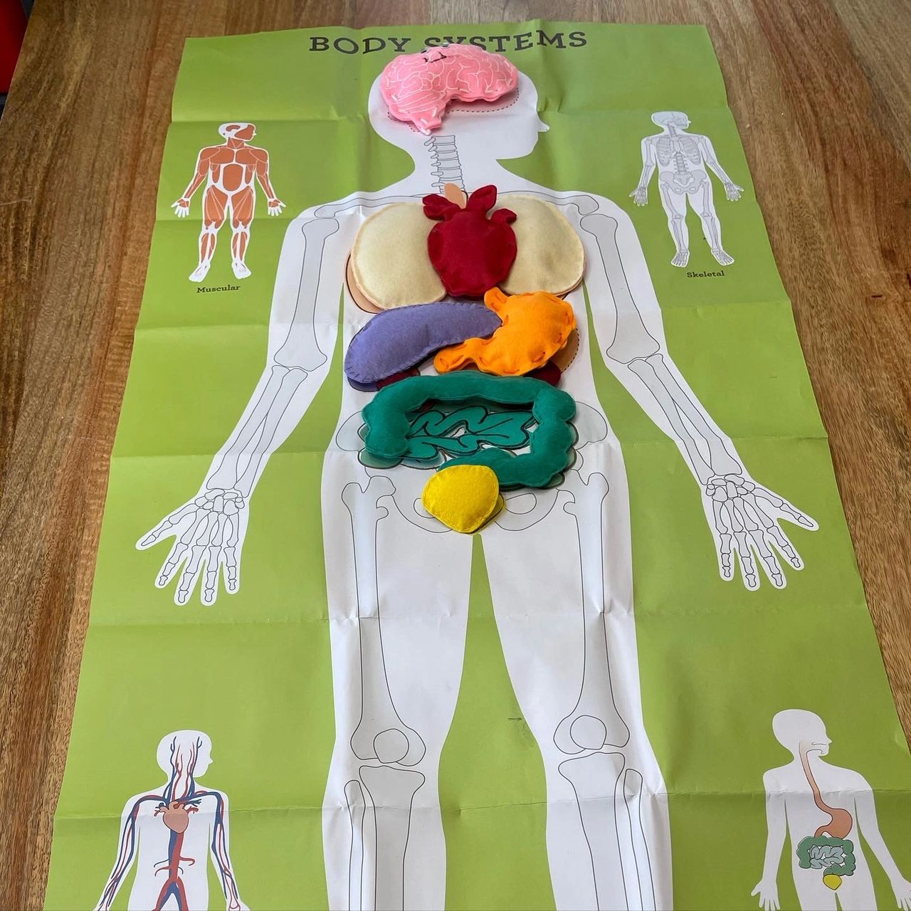 Human Body Systems with Felt Organs