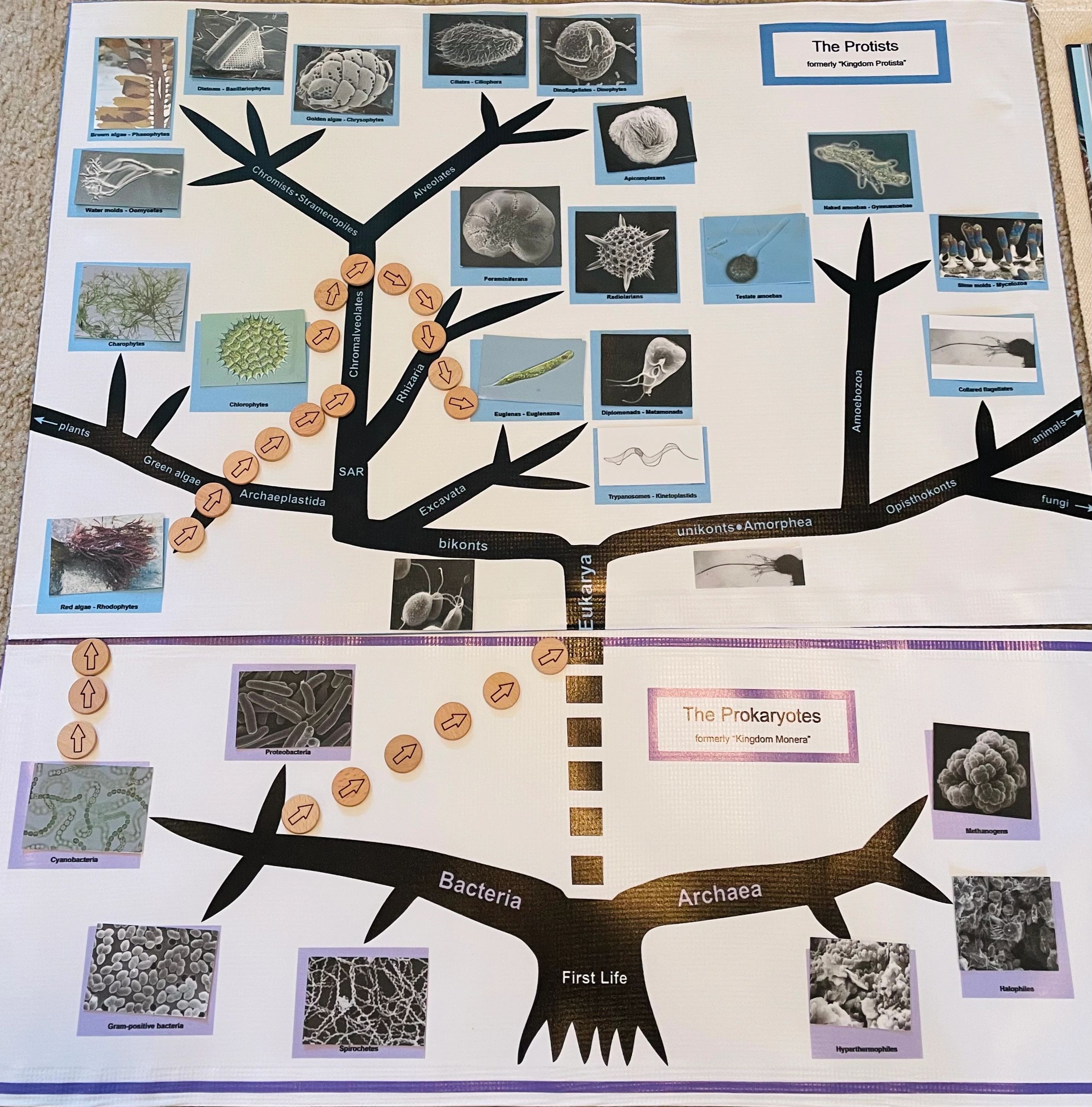 Tree of Life: Protists