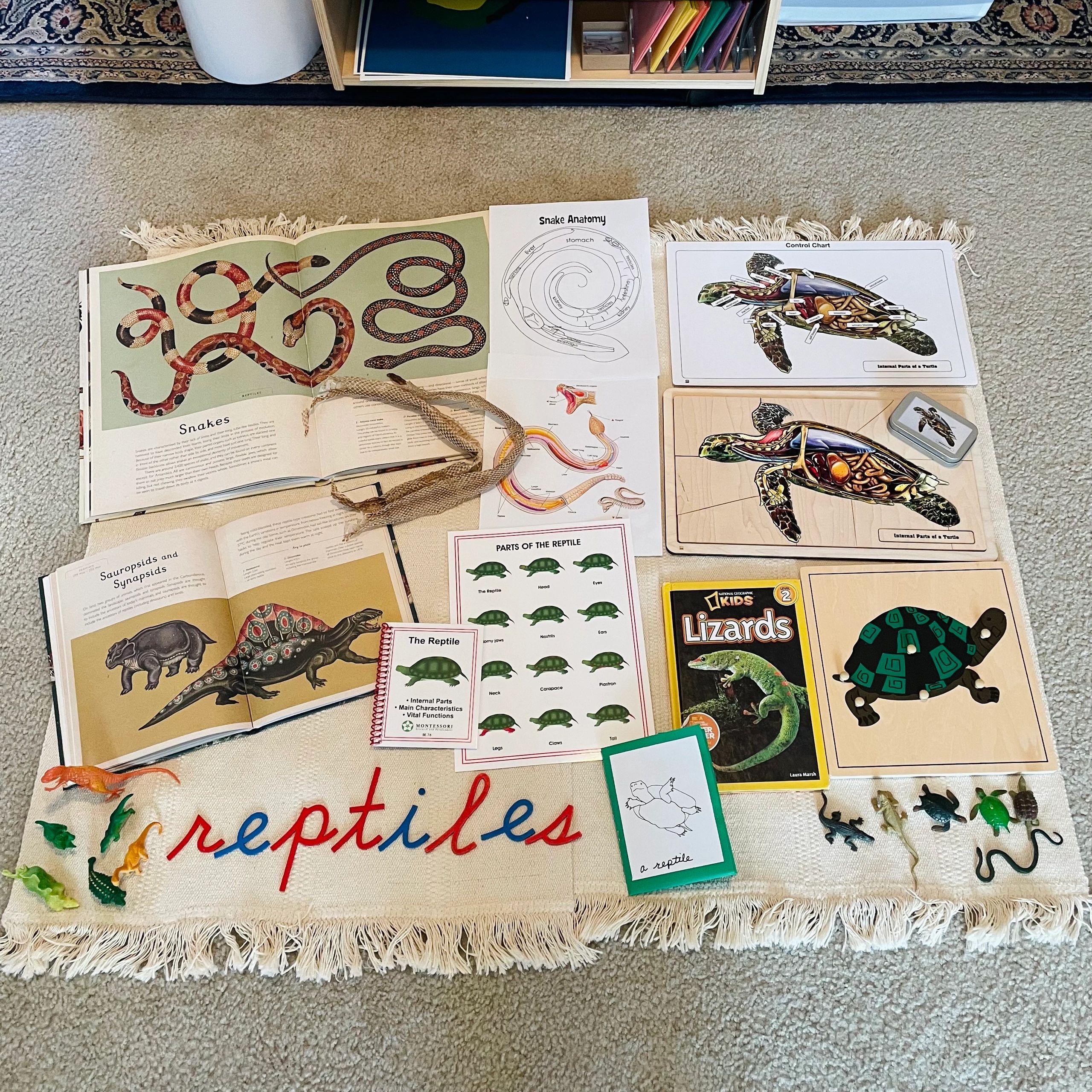 Vertebrates Reptiles