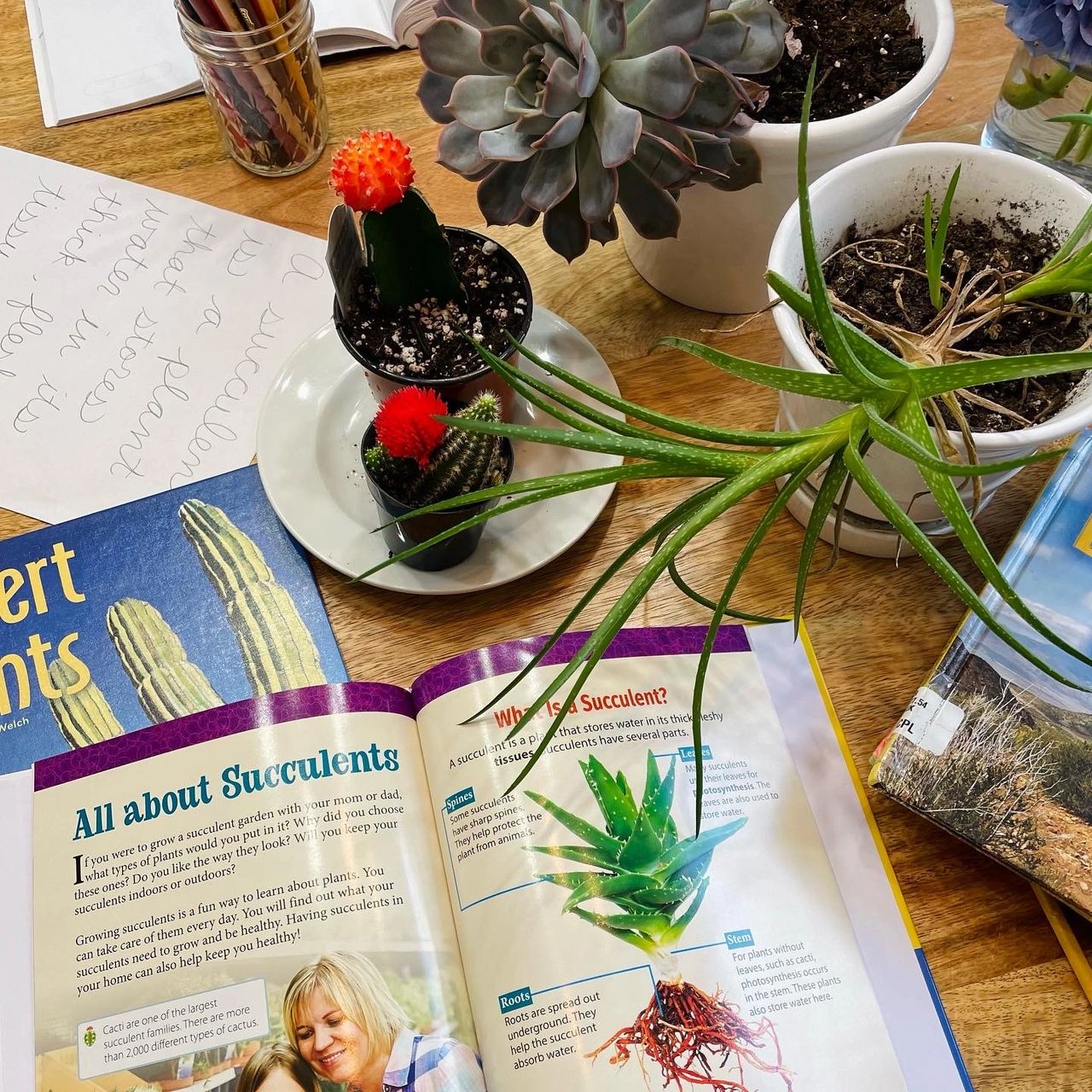 Sub-Tropical Desert Plants