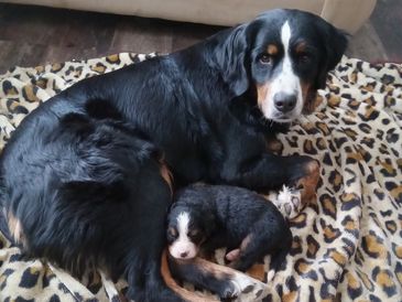 Birthdate: 6/10/2020 
Parents: Shiloh & Odin
Weight: 80 lbs
OFA Hips/Elbows: GOOD/Norm
DM/VW: Clear