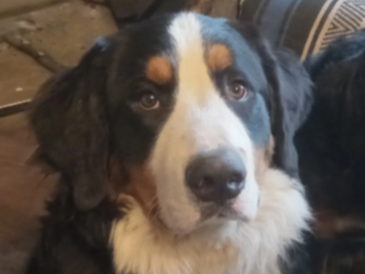 Close-up of a large black, white, and brown dog with a serious expression.
