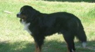 Weight: 90 lbs
Height: 27 inches